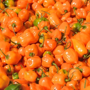 Heirloom Orange Habanero Pepper Seeds - 30 seeds, 1/4 gram - Buy 2 Get 1 Order Free - B68