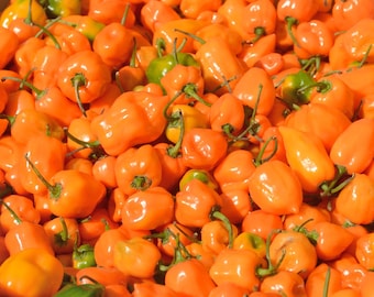 Heirloom Orange Habanero Pepper Seeds - 30 seeds, 1/4 gram - Buy 2 Get 1 Order Free - B68