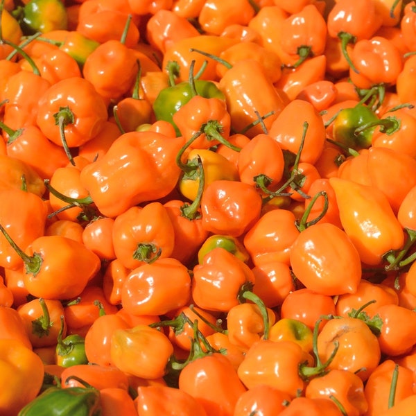 Heirloom Orange Habanero Pepper Seeds - 30 seeds, 1/4 gram - Buy 2 Get 1 Order Free - B68