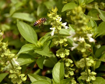 Lime Basil Seeds - Ocimum americanum - B97