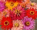 Zinnia Cactus Flower Seed Mix - Zinnia elegans - B266