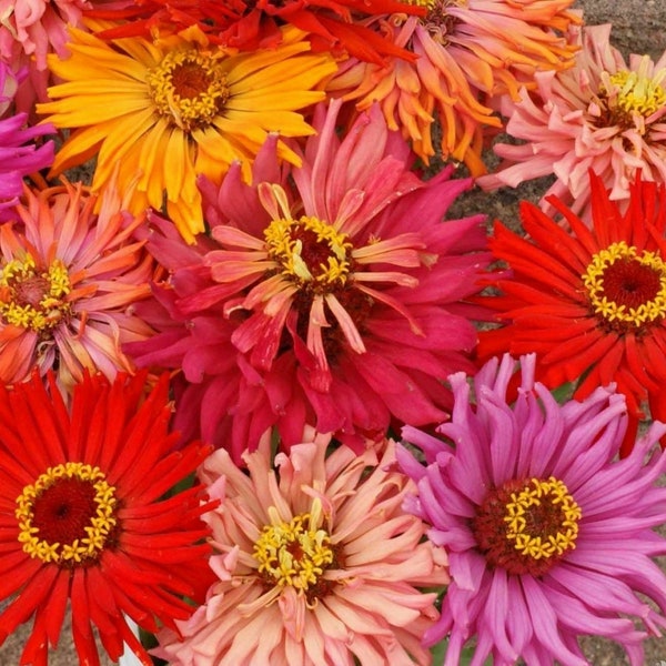 Zinnia Cactus Flower Seed Mix - Zinnia elegans - B266