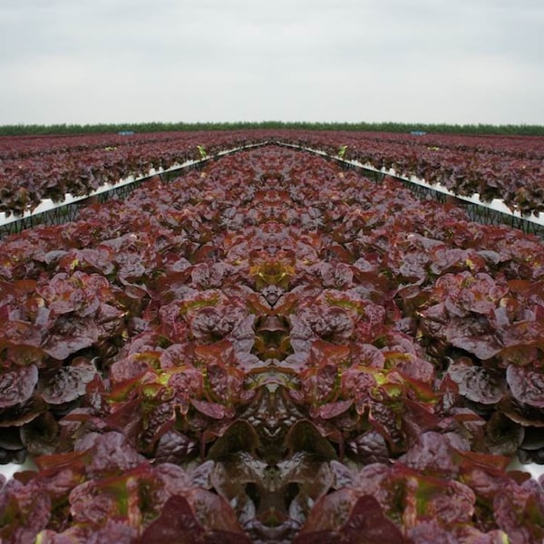 Heirloom Ruby Red Leaf Lettuce Seeds - Lactuca sativa - B191