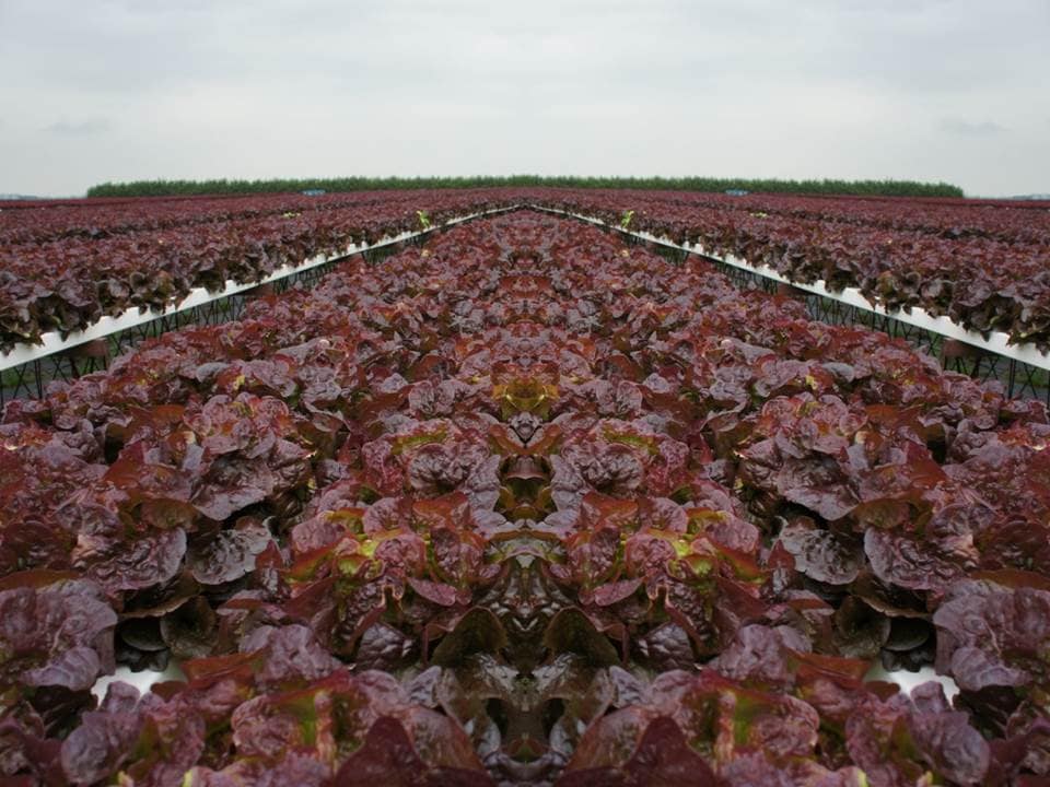 Ruby Red Leaf Lettuce Seeds Heirloom B191 Etsy