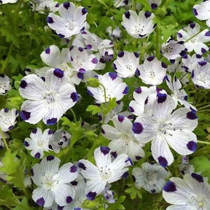 Five Spot Wildflower - 70 seeds, 1/2 gram - Buy 2 Get 1 Order Free - B87