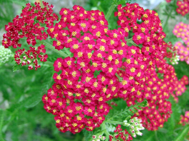 Red Yarrow Wildflower Seeds Achillea Millefolium B206 Etsy