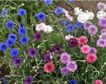 Dwarf Bachelor Button Wildflower Seed Mix - Centaurea - ST20