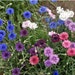 see more listings in the Flower Seeds section