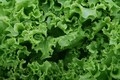 Heirloom Green Ice Lettuce - 500 seeds, 1\/2 gram - Buy 2 Get 1 Order Free - B296