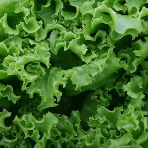 Heirloom Green Ice Lettuce - 500 seeds, 1/2 gram - Buy 2 Get 1 Order Free - B296