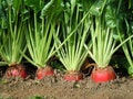 Heirloom Mammoth Red Mangel Beet Seeds - Beta vulgaris - B311