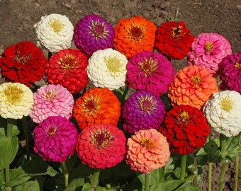 Lilliput Zinnia Mix Flower Seeds - ST13