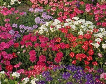 Verbena Ideal Florist Mix Seeds - Verbena hybrida - B214