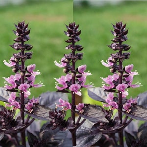 Heirloom Dark Opal Purple Basil Seeds - Ocimum basilicum - B285