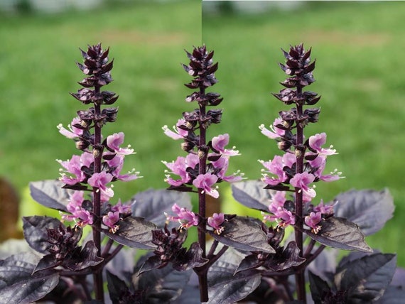 50//1600 Seeds NT Basil Purple Beautiful Foliage Aromatic Herb Opal
