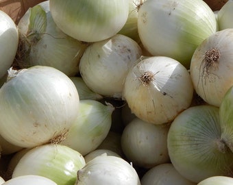 Heirloom Sweet White Spanish Onion Seeds - Allium cepa - B106