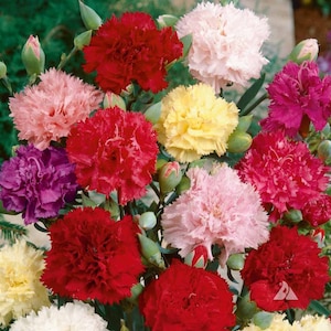 Carnation, Clove 'Chabaud Mix' Seeds - Dianthus Caryophyllus - B357