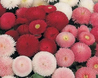 English Daisy Double Flower Mix Seeds - Bellis perennis - B74