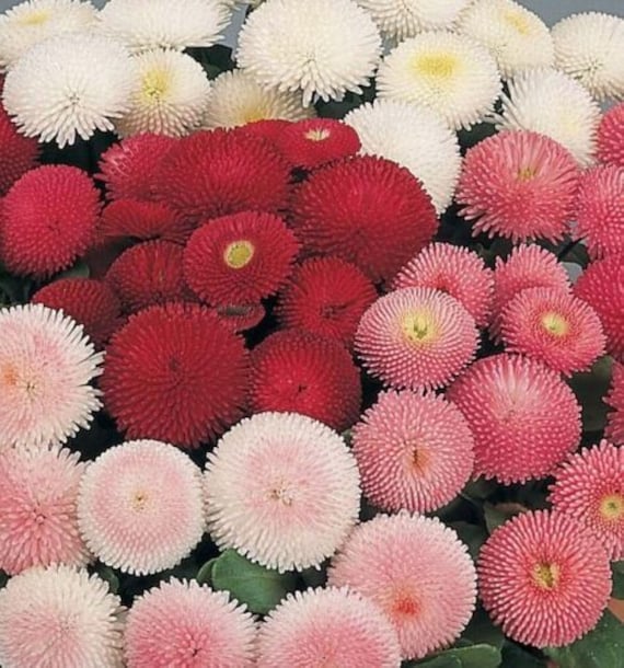 English Daisy Double Flower Mix Seeds Bellis Perennis 4 Etsy