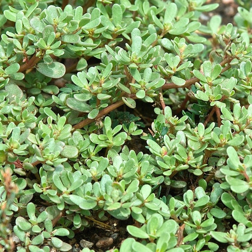 Heirloom Green Purslane Seeds - Portulaca oleracea - B301