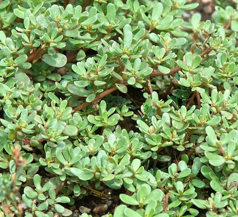 Heirloom Green Purslane Seeds Portulaca oleracea B301 image 1