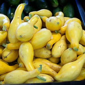 Heirloom Crookneck Yellow Summer Squash Seeds - Cucurbita pepo - B115