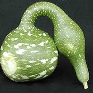 Heirloom Speckled Swan Gourd Seeds - Lagenaria siceraria - B113