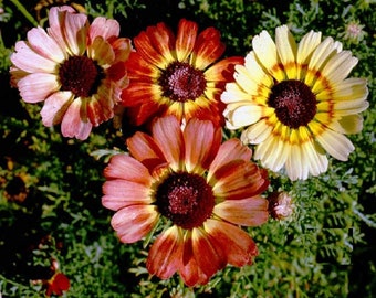 Tri-Color Painted Daisy - 100 seeds, 1/4 gram - Buy 2 Get 1 Order Free - B11