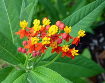 Bloodflower Milkweed - Asclepias curassavica - B212