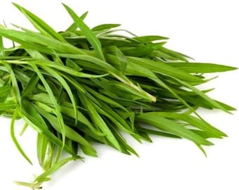 Tarragon Seeds - Artemisia dracunculus - B91