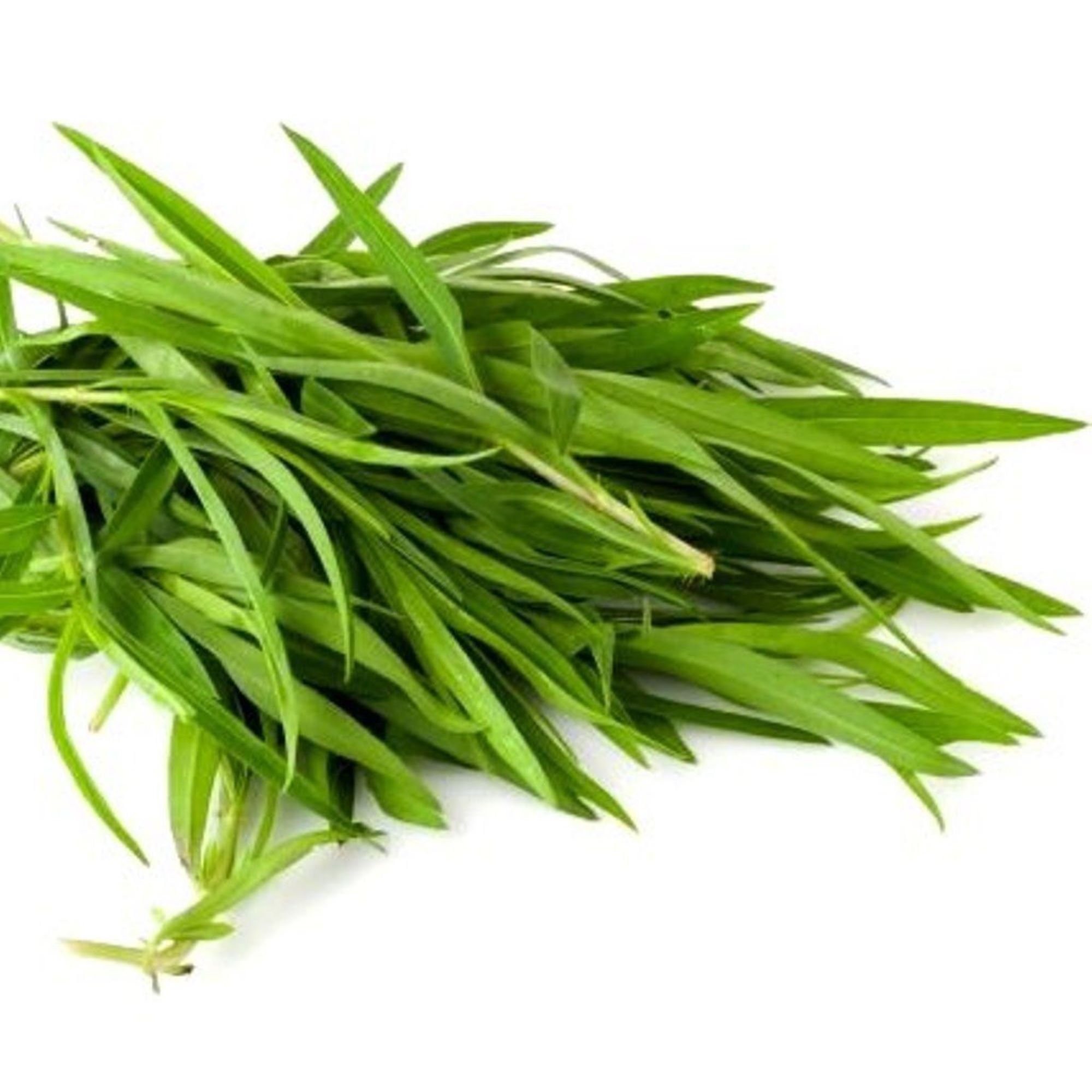 Tarragon Russian Herb Microgreen or Garden Seeds by Zellajake Etsy