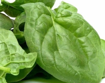 Heirloom Viroflay Spinach Seeds - Spinacia oleracea - B322