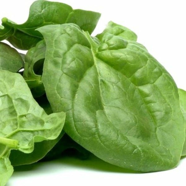 Heirloom Viroflay Spinach Seeds - Spinacia oleracea - B322