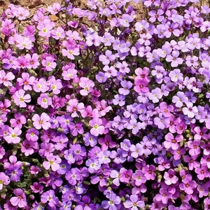 Purple Rockcress Seeds - Aubrieta deltoidea - B251