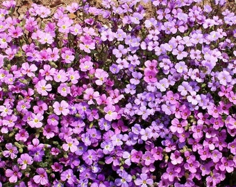 Purple Rockcress Wildflower Seeds - Aubrieta - B251
