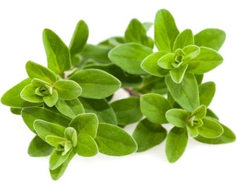 Marjoram Seeds - Origanum majorana - B354