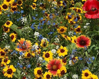 Late Blooming Wildflower Seed Mix - ST14