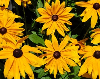 Black-Eyed Susan Wildflower - 7500 seeds, 2 grams - Buy 2 Get 1 Order Free - B23