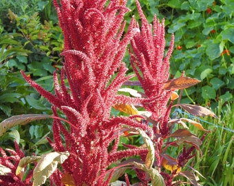 Red Garnet Amaranth Seeds - Amaranthus cruentus - B197