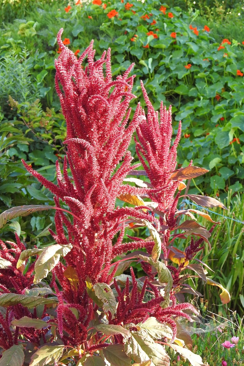 Red Garnet Amaranth Seeds Amaranthus cruentus B197 image 1