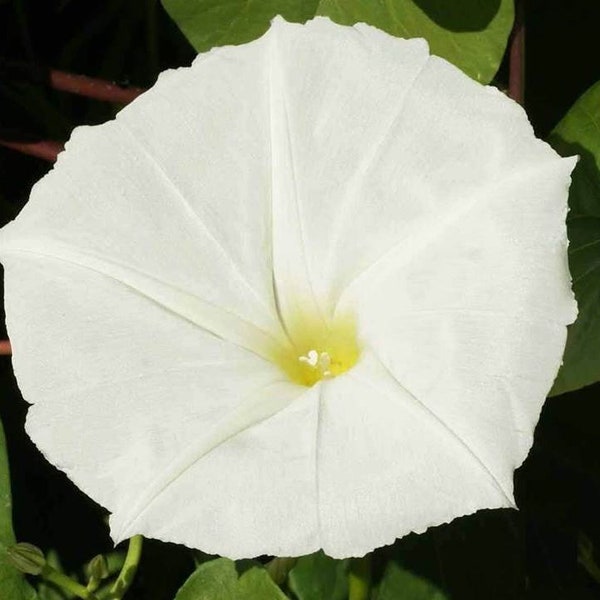 Night Blooming Morning Glory - L. Ipomoea alba - B324