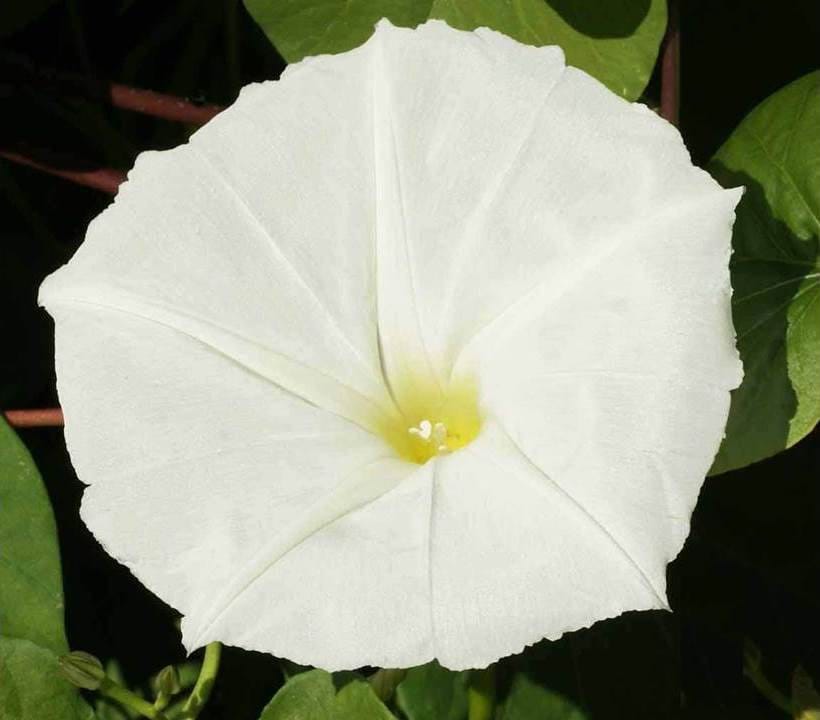 Night Blooming Morning Glory L Ipomoea Alba 24 Etsy