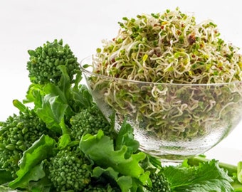 Broccoli Rapini (250 through 2 LB seeds) Autumn & Winter Window Raab Greens! 117