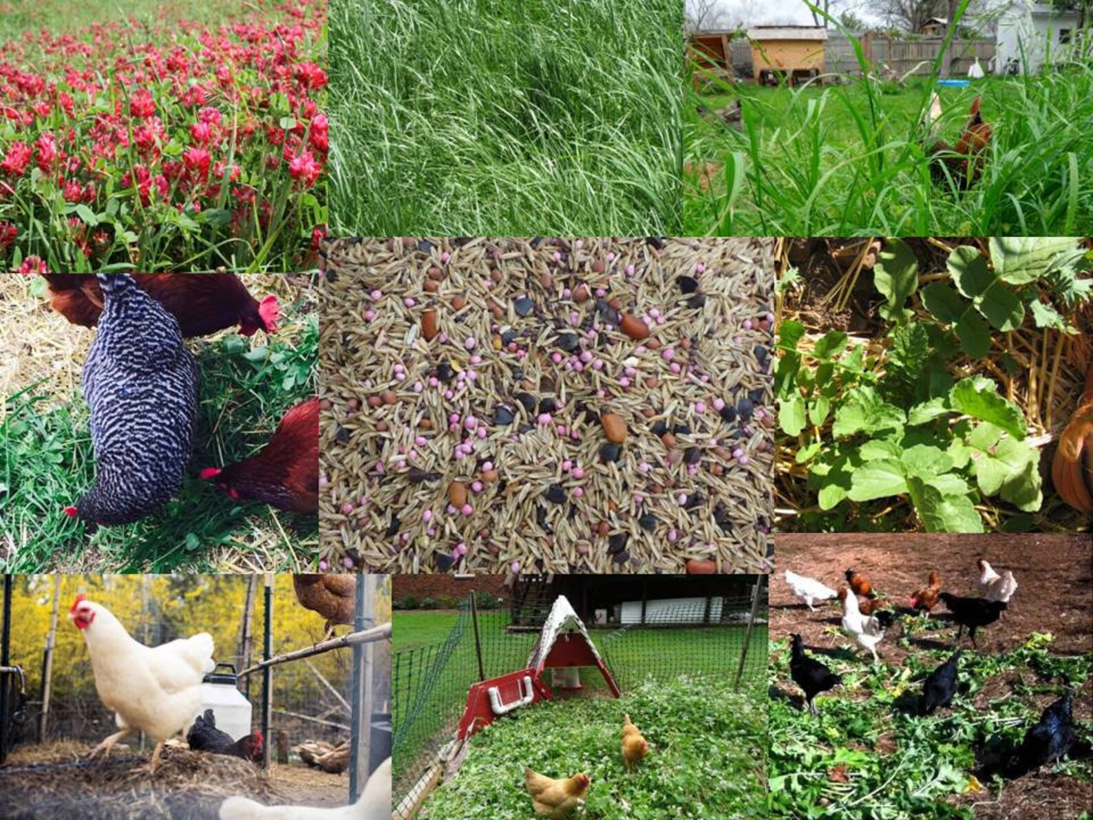 Chicken Forage Crop Seed Mix for Healthy Hens & Eggs CS Etsy