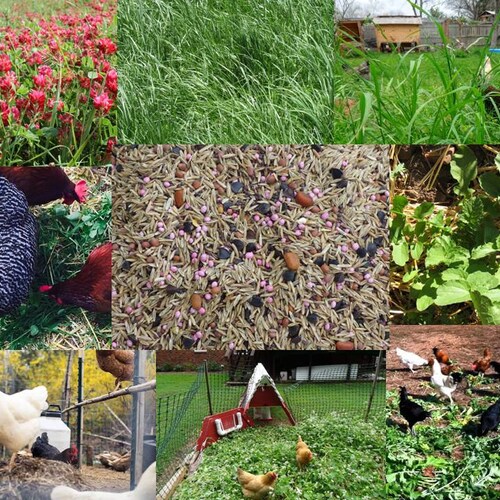 Chicken Forage Mix - C4