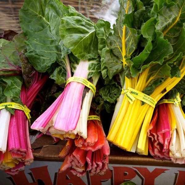 Heirloom Rainbow Chard Swiss Seeds - Beta vulgaris var. flavescens - B166