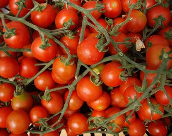 Heirloom Large Red Cherry Tomato Seeds - Solanum lycopersicum var. cerasiforme - B96