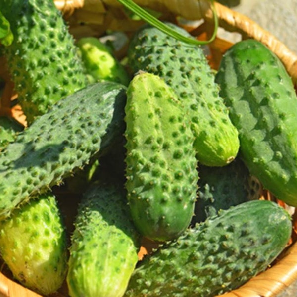 Heirloom Boston Pickling Cucumber - 25 seeds, 1 gram - Buy 2 Get 1 Order Free - B92