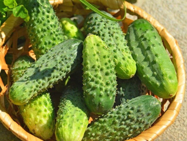 Heirloom Boston Pickling Cucumber 25 Seeds 1 Gram Buy 2 Etsy
