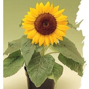 Dwarf Sunspot Sunflower Seeds - Helianthus annuus - B263